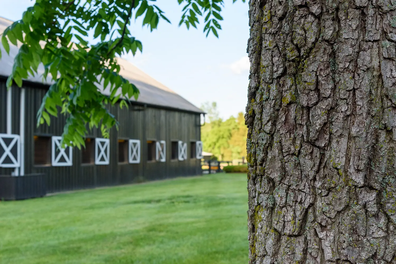 Dragon's Lair Farm, Lexington, KY - horse standing by a barn